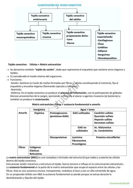 Tejido conectivo