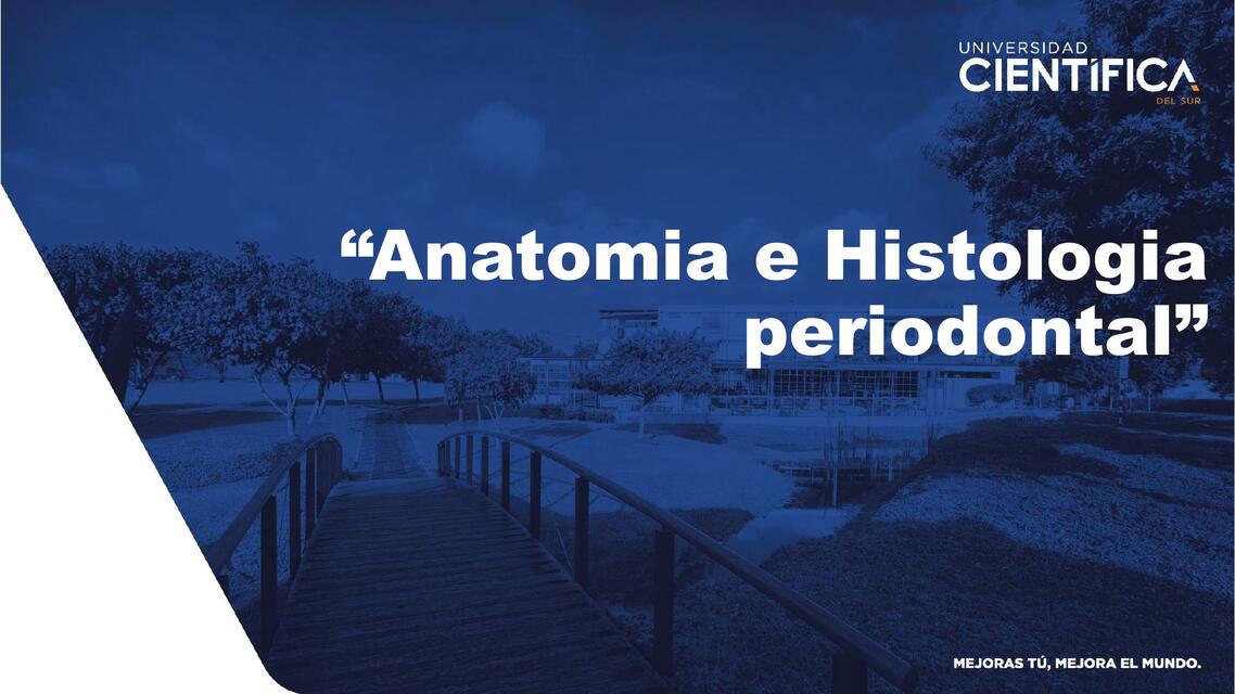 Anatomía e Histología Periodontal 