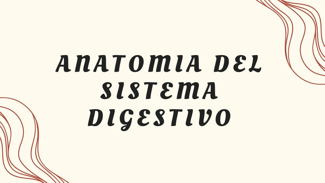 Anatomía del Sistema Digestivo 