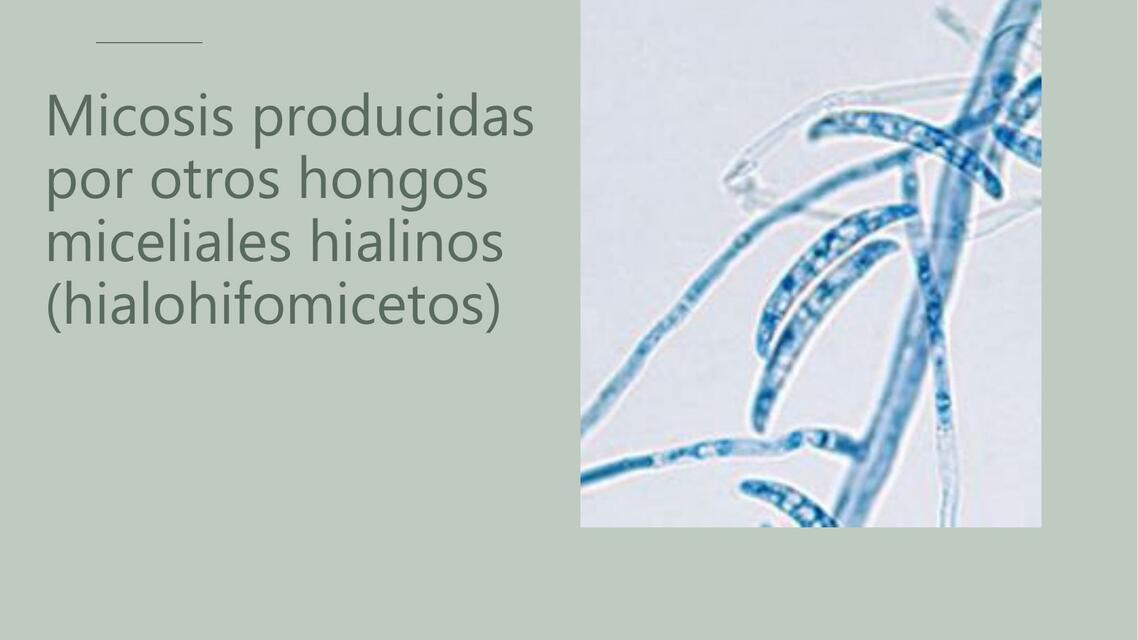 Micosis producidas por otros hongos miceliales hialinos (hialohifomicetos)