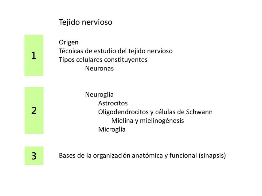 1 Neurona