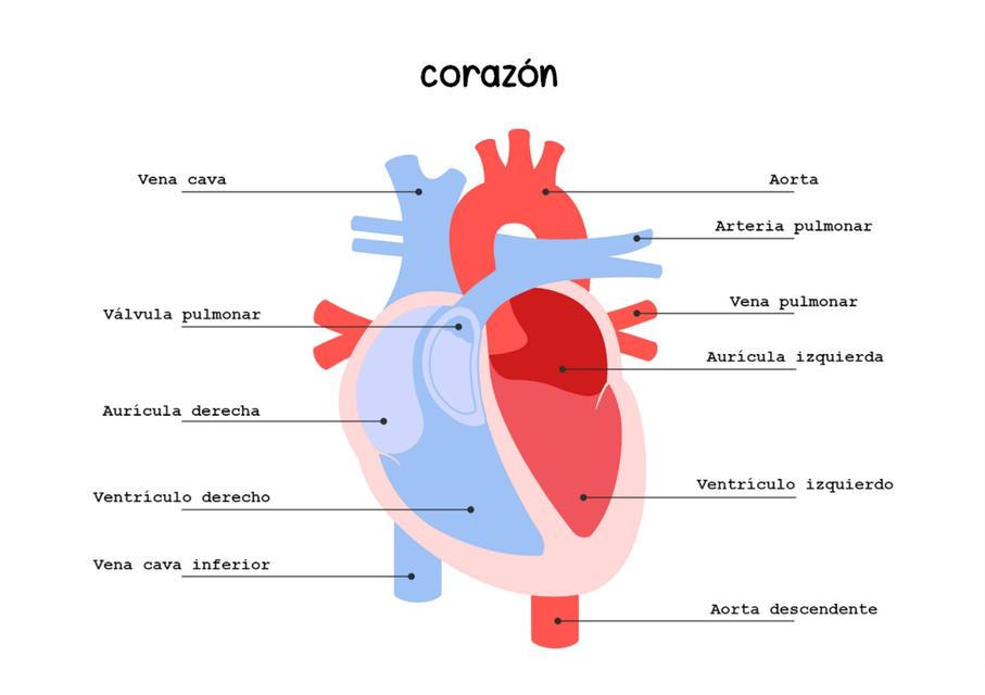 Corazón