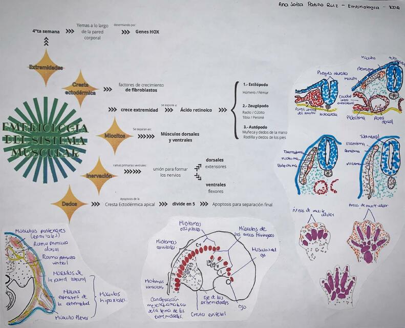 Embriología de Sistema Muscular, Esquelético y Nervioso