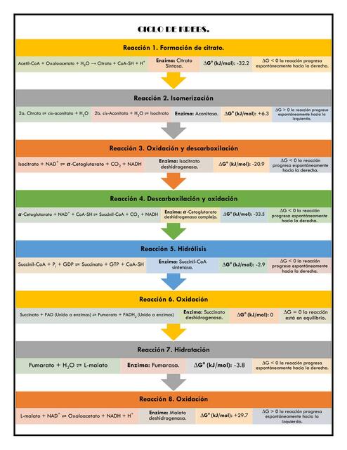 Ciclo de Krebs