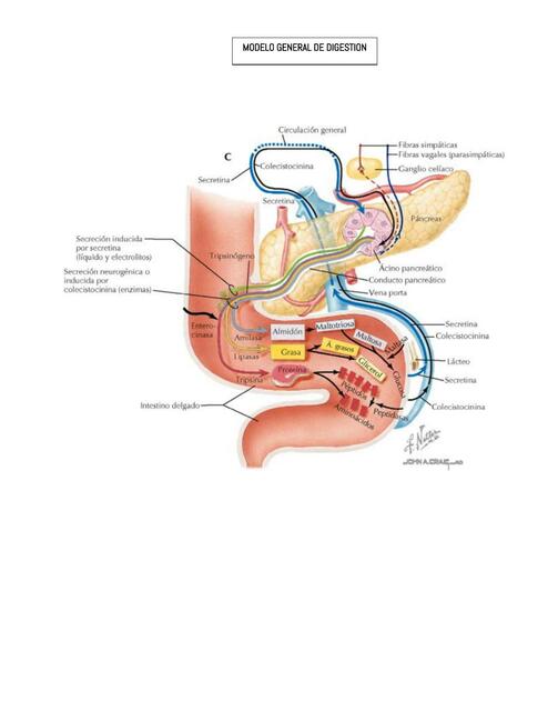 Digestión y absorción 