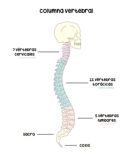 Columna Vertebral