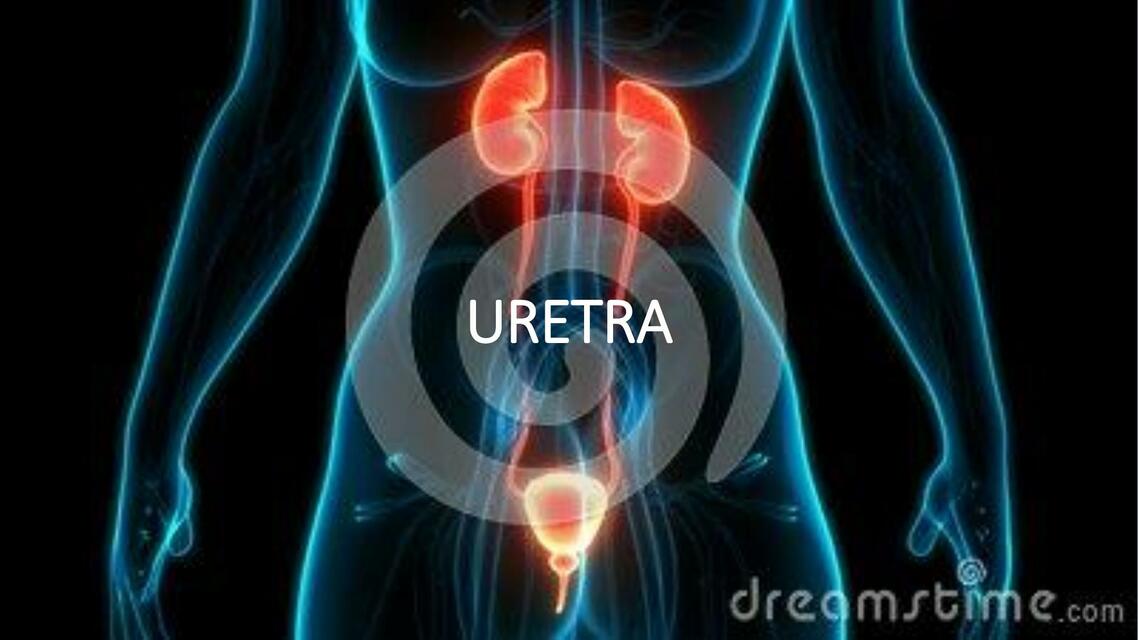 Uretra 