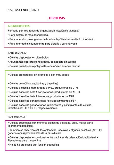 SISTEMA ENDOCRINO