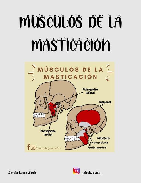 Músculos de la masticación