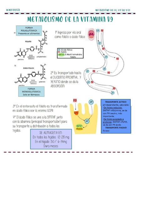 METABOLISMO DE  LA VITAMINA B9