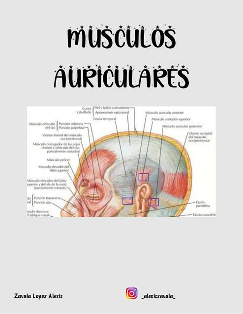 MUSCULOS AURICULARES