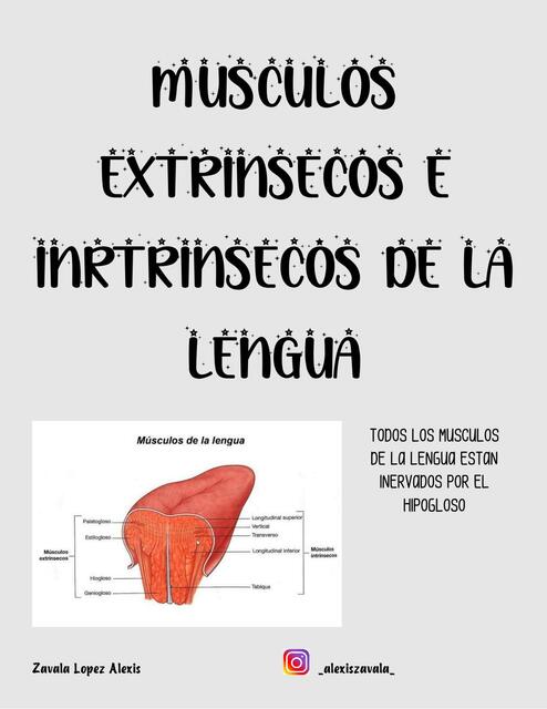 Músculos Extrínsecos e Intrínsecos de la Lengua