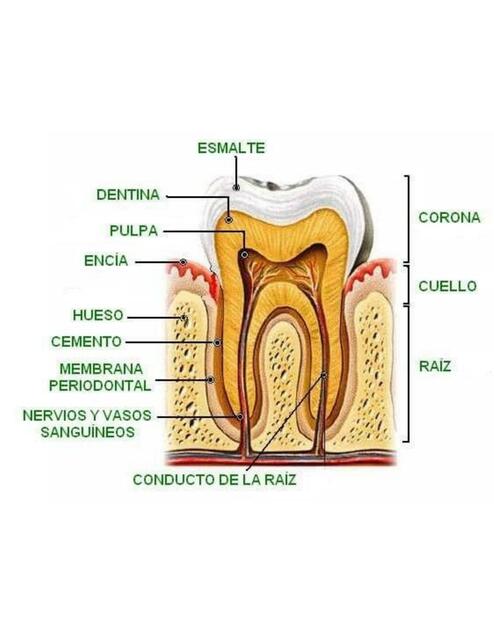 Anatomía del Diente 