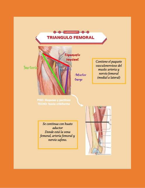 Triangulo Femoral 