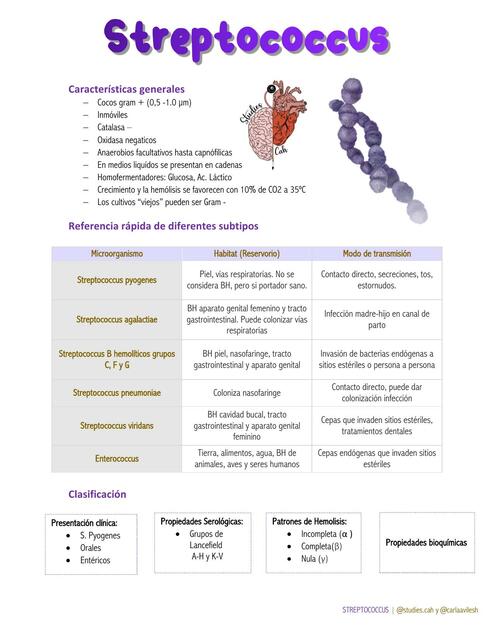 Streptococcus 