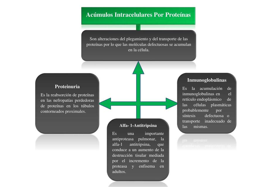 Acúmulos Intracelulares por Proteínas