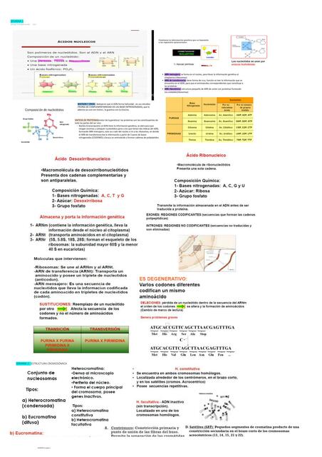Ácidos Nucleicos 