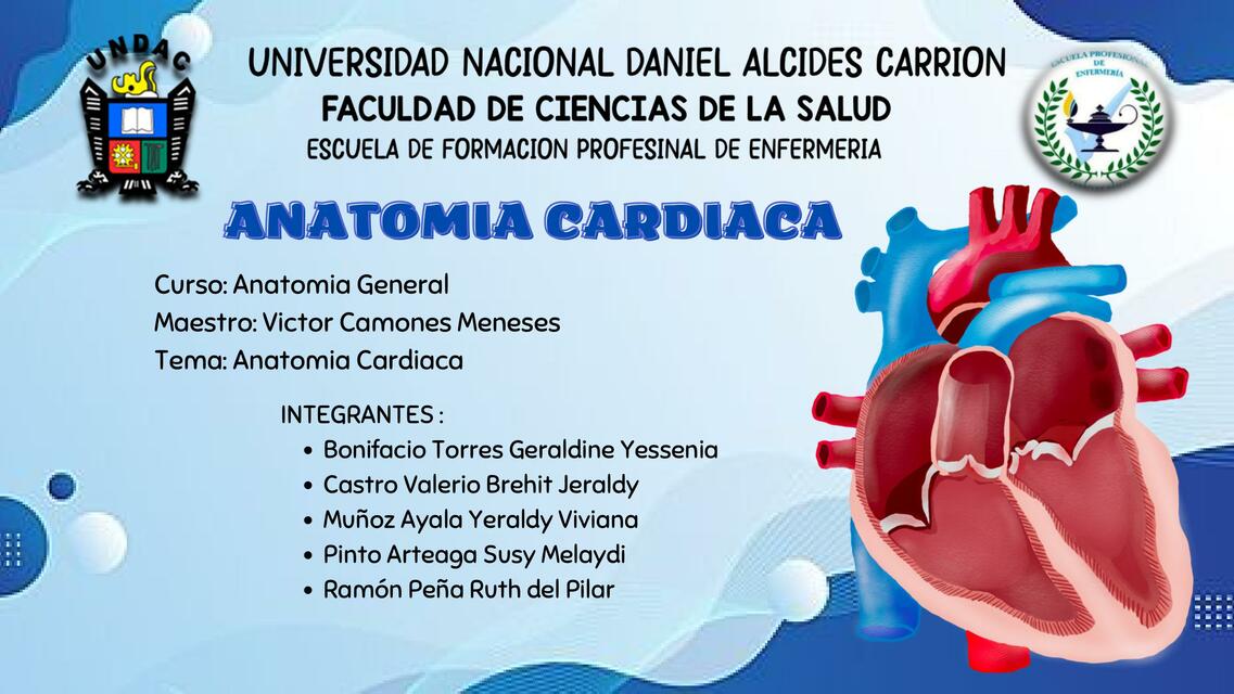 Anatomía cardiaca 