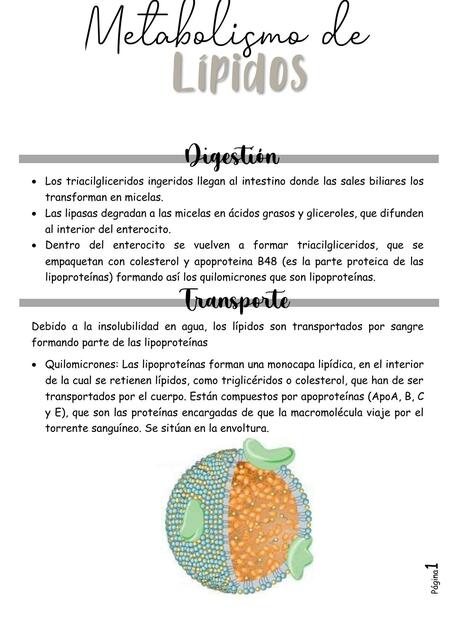 Metabolismo de Lípidos