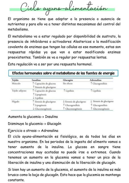 Ciclo de Ayuno- Alimentación