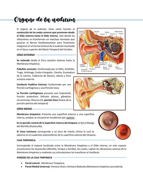 El órgano de la audición