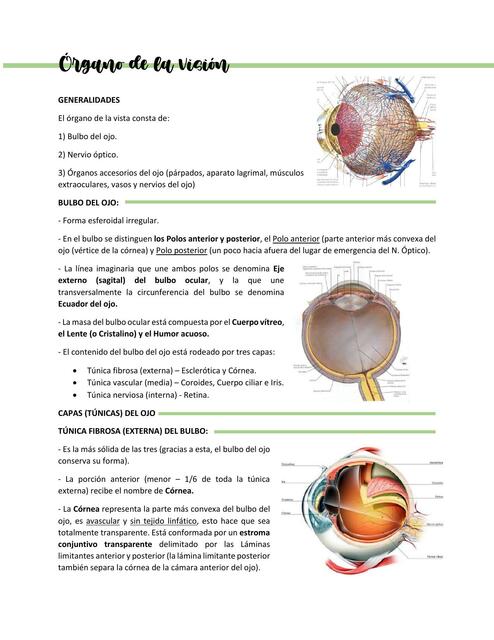 Órgano de la visión