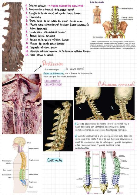 Médula 