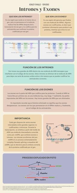 Infografía Intrones y Exones