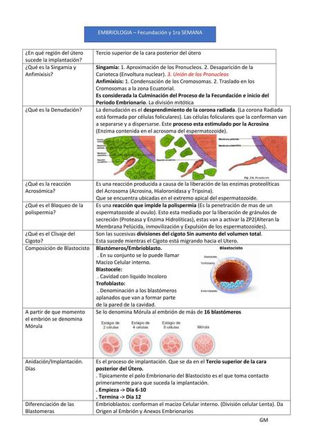 Embriología 1ra Semana y Fecundación