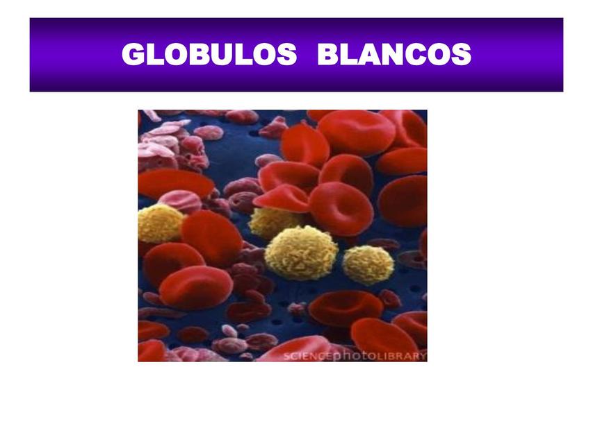 Glóbulos blancos 