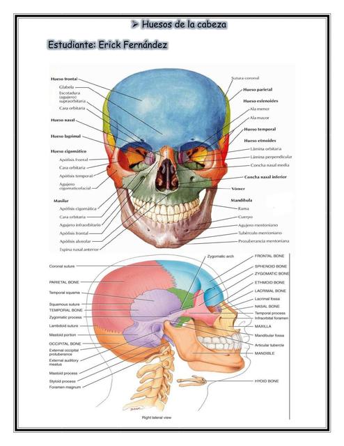 Vista General de los Huesos del Cuerpo Humano 