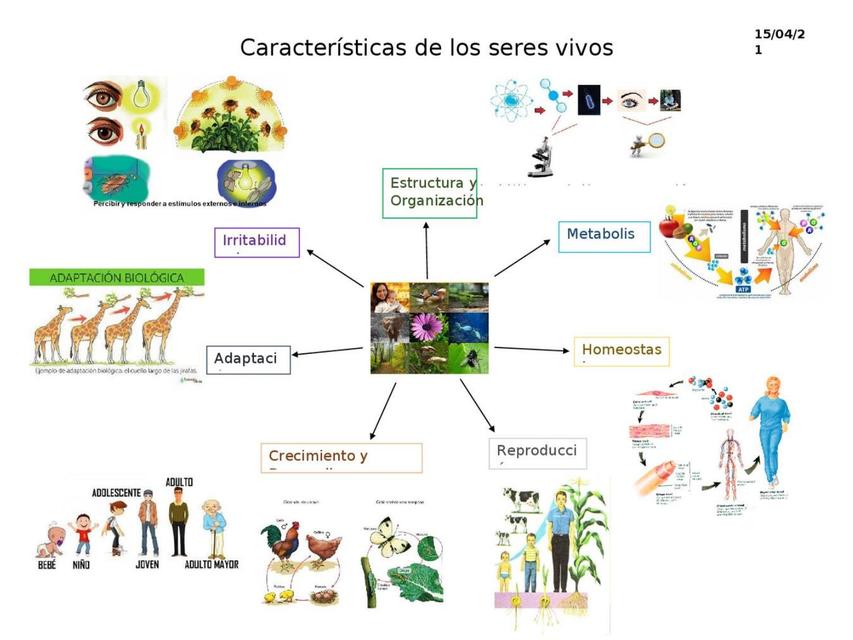 Mapa Mental De Las Caracter Sticas De Los Seres Vivos Udocz