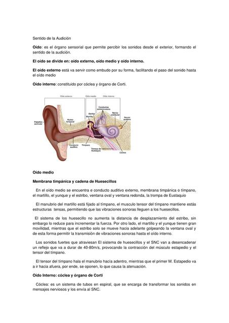 Sentido de la audición