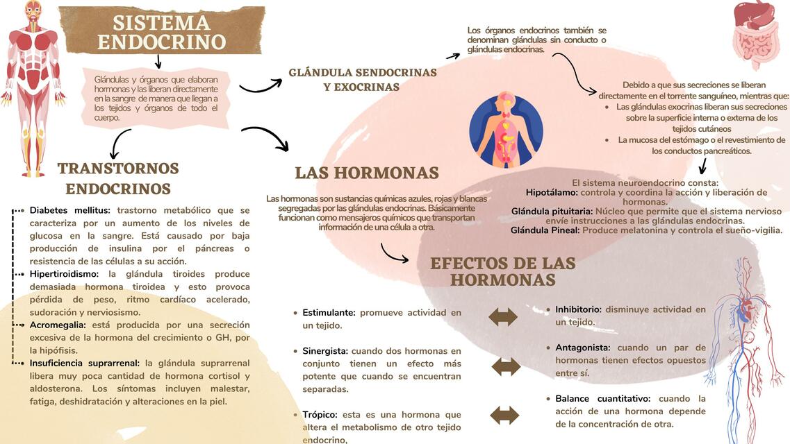 Sistema endocrino