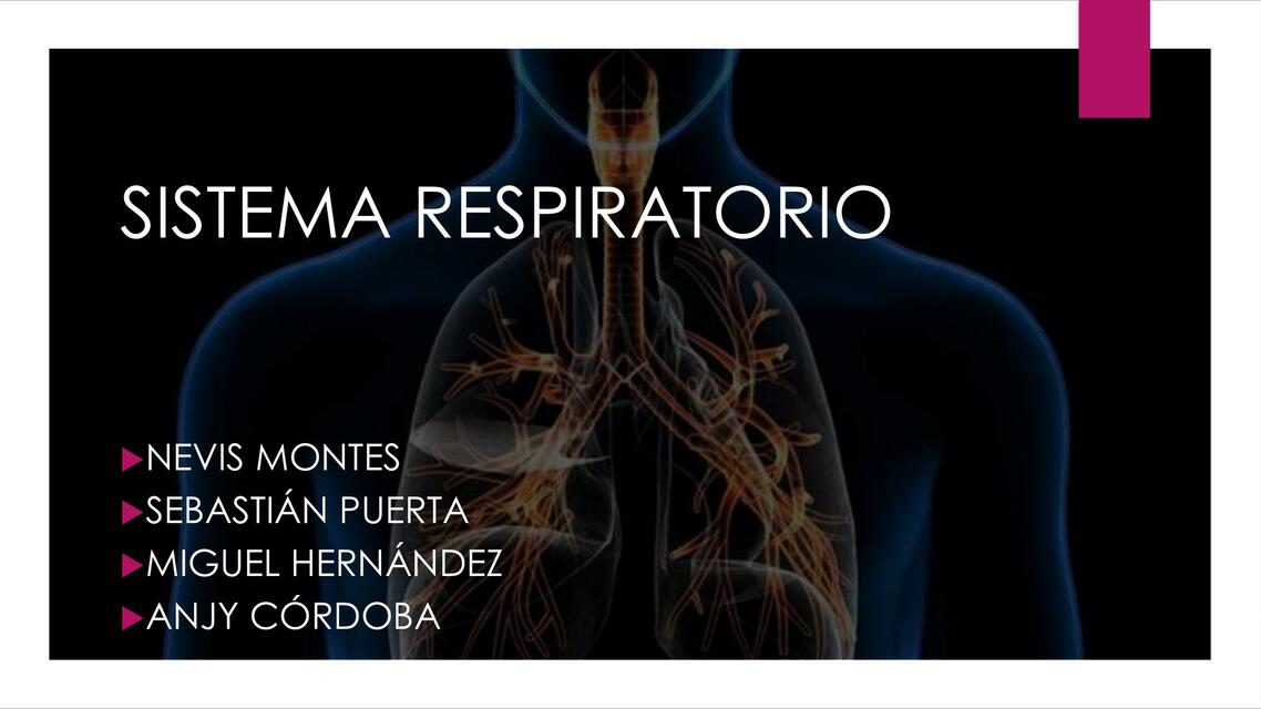 Sistema Respiratorio