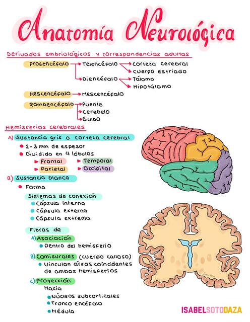 Anatomía Neurológica