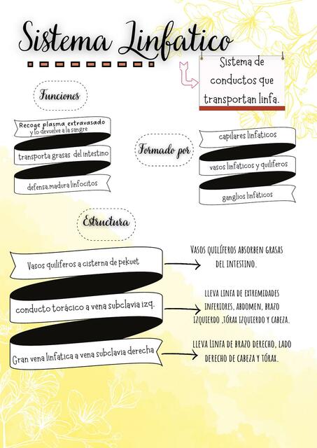 Sistema Linfático Vero Udocz