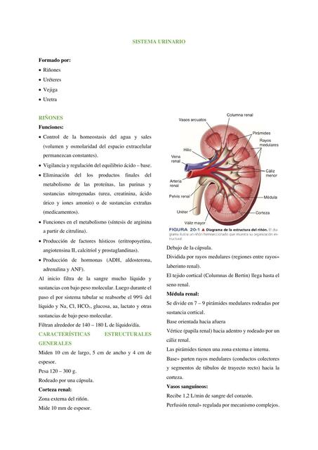 Resumen Histología del Sistema Urinario (Teoría)