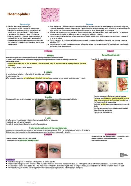 Haemophilus