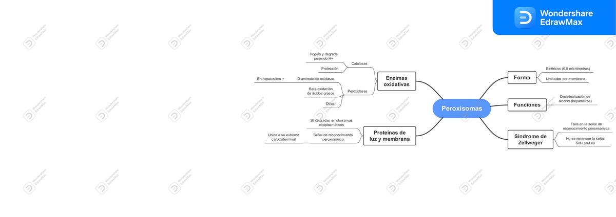 Peroxisomas mapa mental