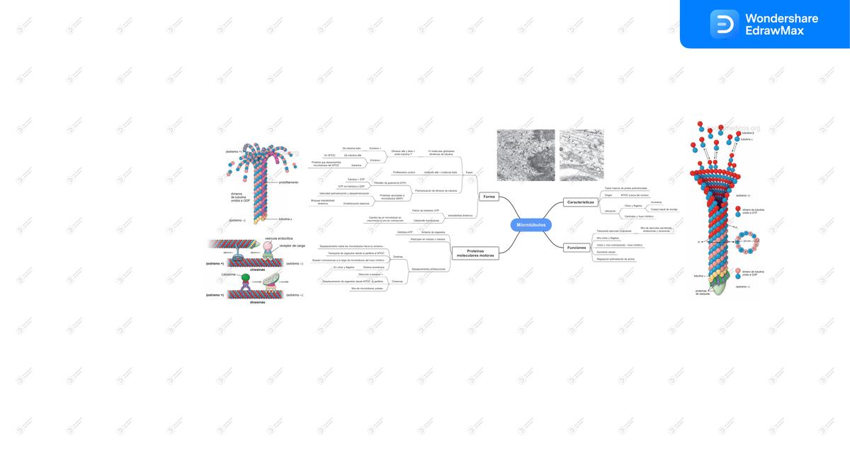 Microtúbulos mapa mental