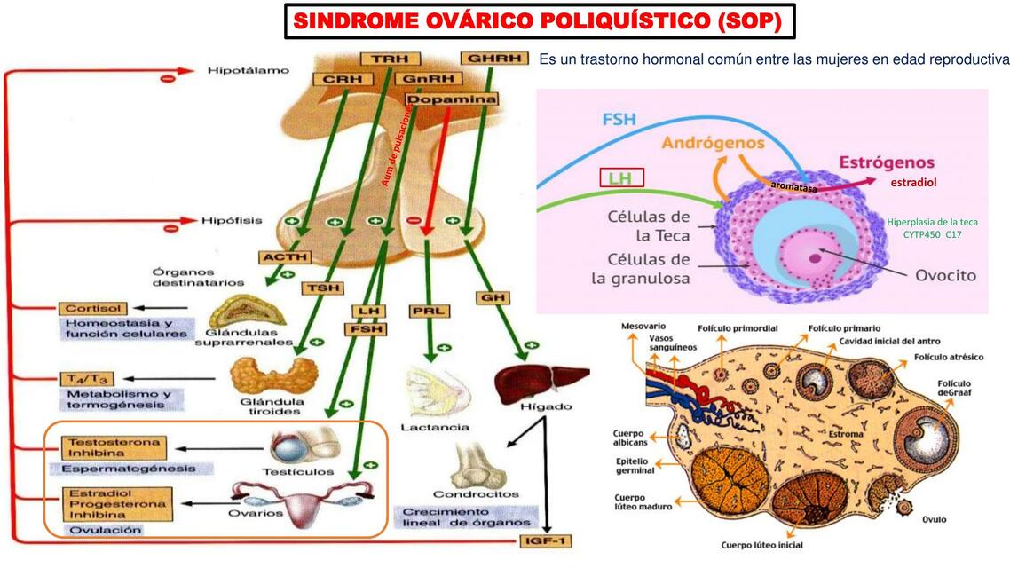 Hiperfunción ovárica