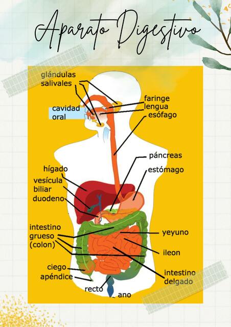 Aparato Digestivo