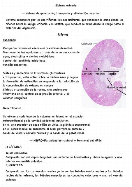 Sistema Urinario