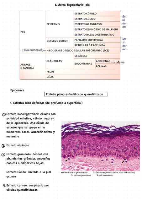 Sistema tegumentario piel