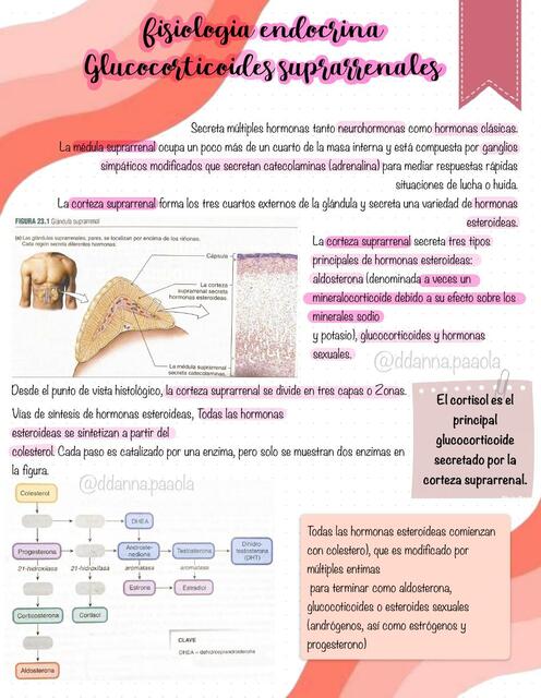 Fisiología endocrina