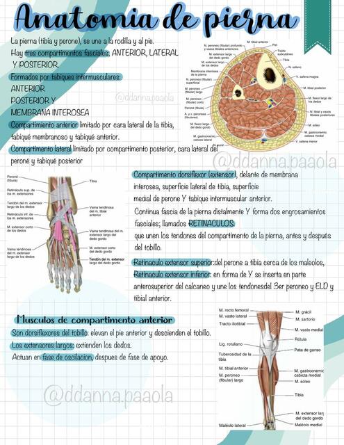 Anatomía de pierna