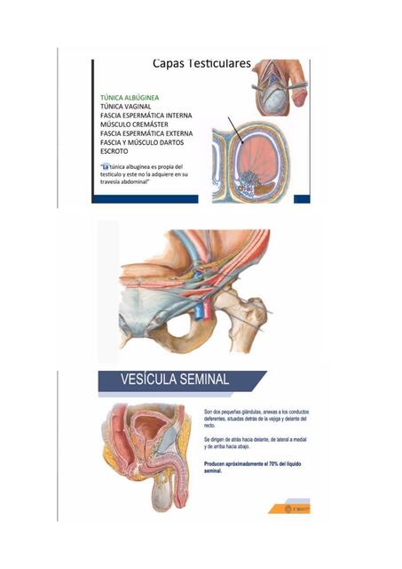 Anatomía aparato masculino