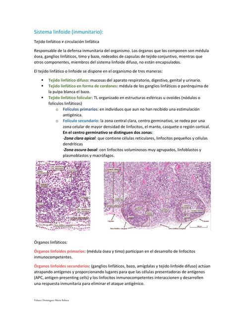 Histología del Sistema Linfoide