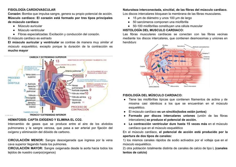 Fisiología cardiovascular